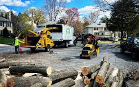 How Our Tree Care Process Works  in  Honolulu, HI
