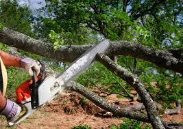 Best Tree Risk Assessment  in Honolulu, HI