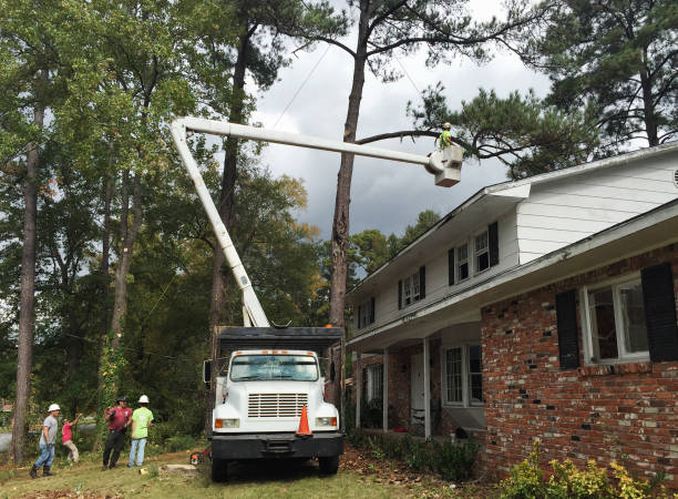 Best Commercial Tree Services  in Honolulu, HI