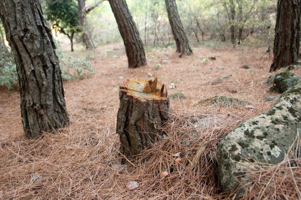 Best Lot and Land Clearing  in Honolulu, HI