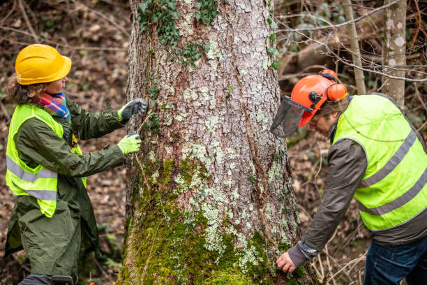 Professional Tree Care in Honolulu, HI