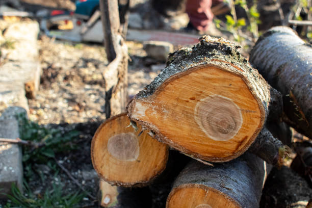  Honolulu, HI Tree Care Pros