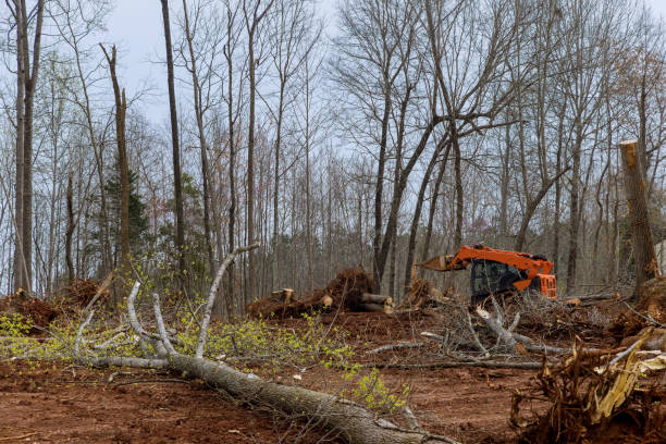 Best Hazardous Tree Removal  in Honolulu, HI