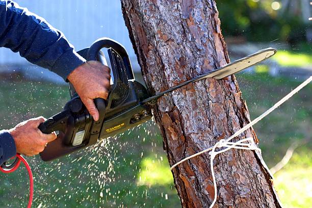 Best Hazardous Tree Removal  in Honolulu, HI