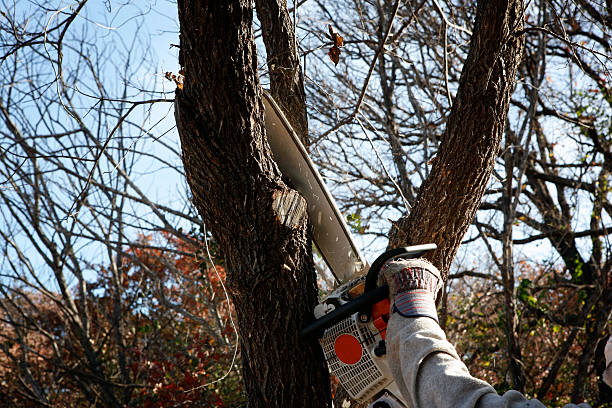 Best Tree Mulching  in Honolulu, HI