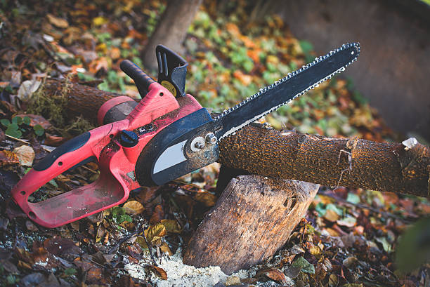 Best Stump Grinding and Removal  in Honolulu, HI