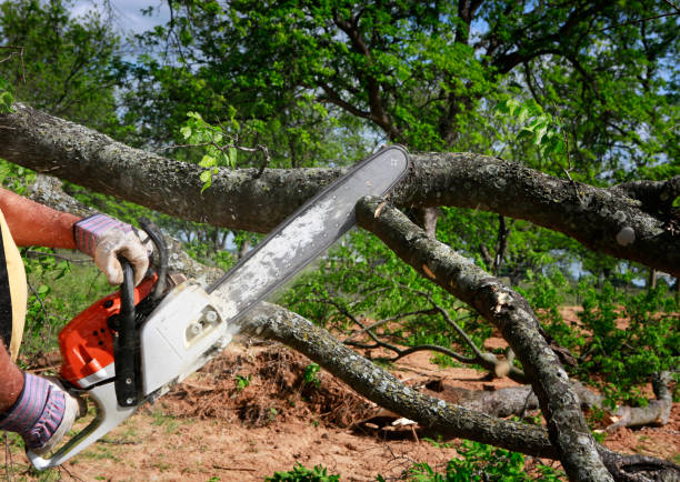 Best Aeration Services  in Honolulu, HI